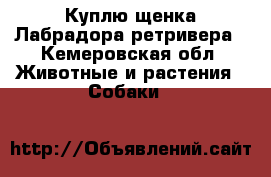 Куплю щенка Лабрадора ретривера - Кемеровская обл. Животные и растения » Собаки   